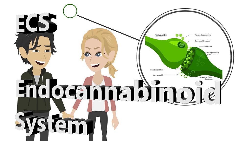 Endocannabinoid System avatar